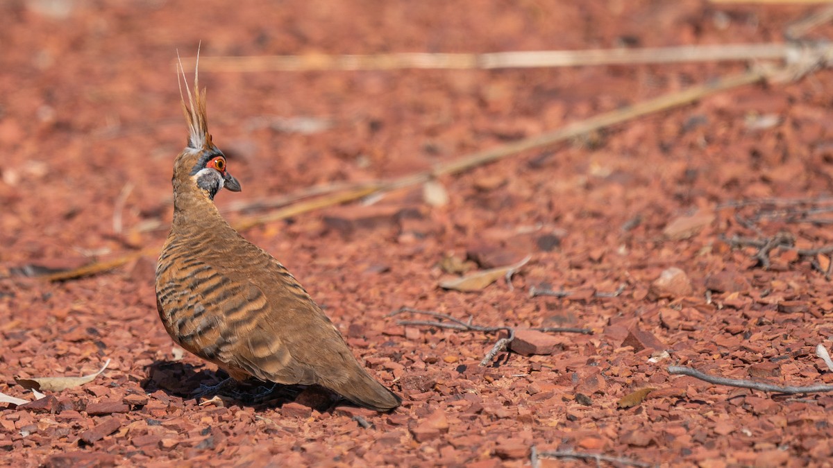 Spinifex Pigeon - ML603924101