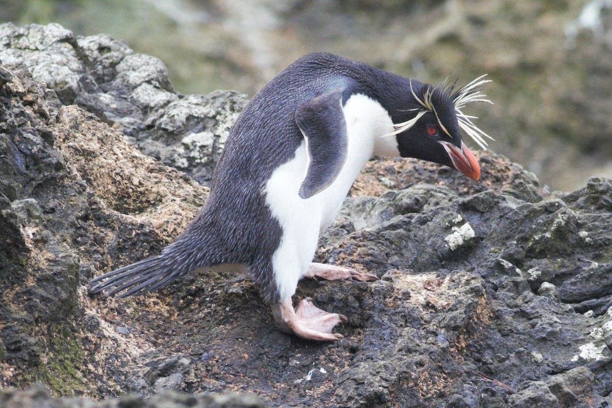 Eastern Rockhopper Penguin - Paul Budde
