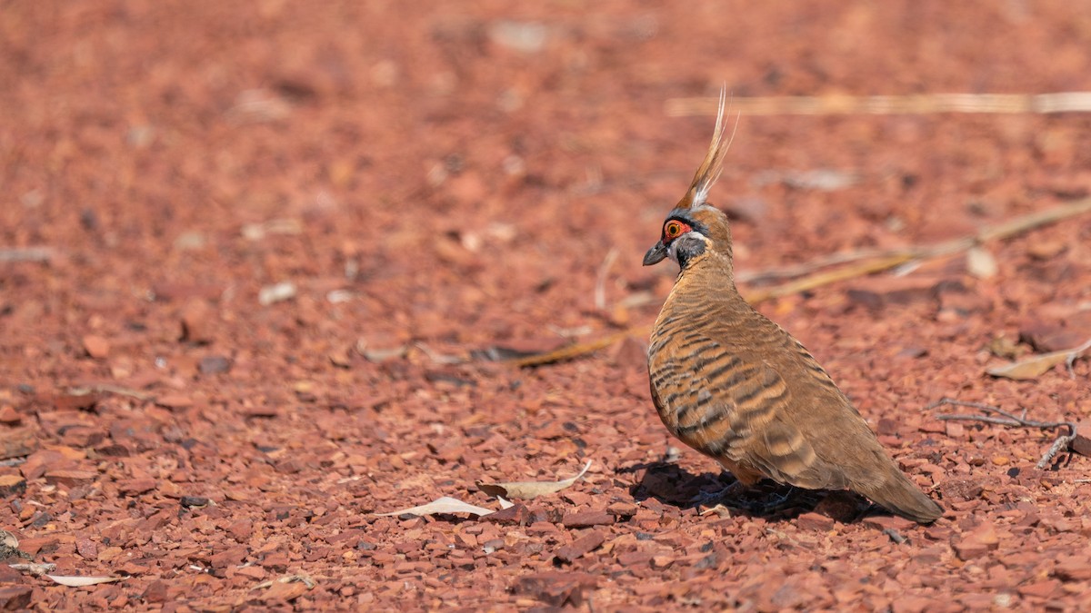 Spinifex Pigeon - ML603924111