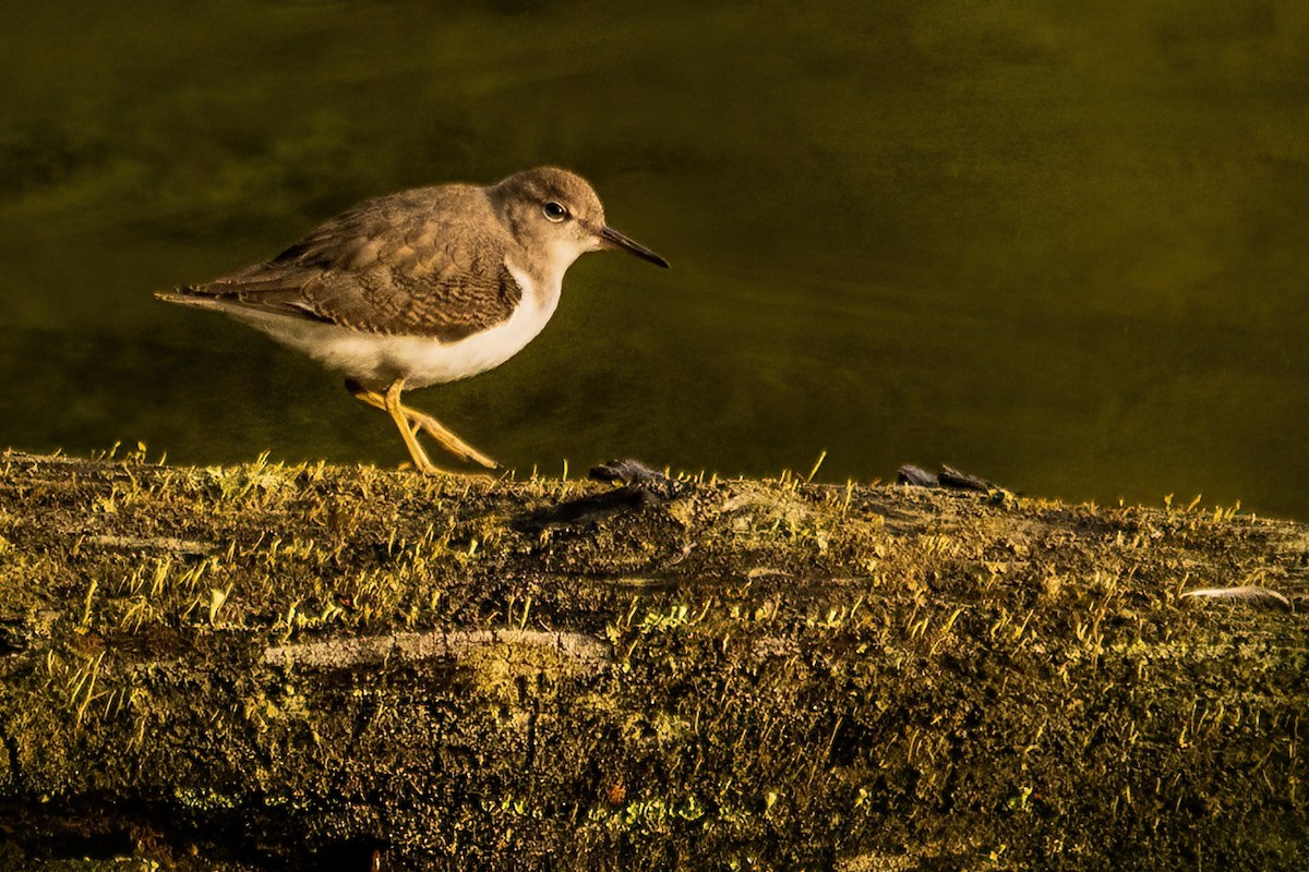 Spotted Sandpiper - ML603924571