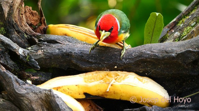 Red-headed Barbet - ML603926341