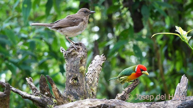 Red-headed Barbet - ML603926911