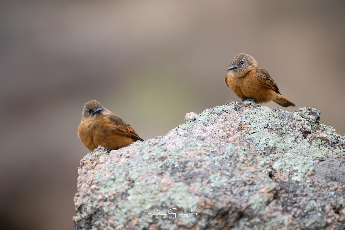 Cliff Flycatcher - ML603926971