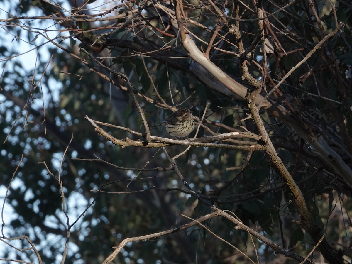 Speckled Warbler - ML603927131