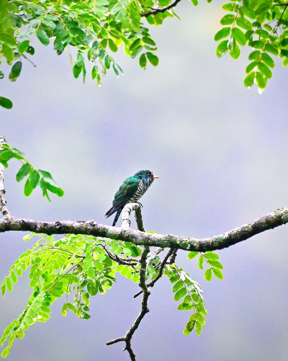 Asian Emerald Cuckoo - ML603927231