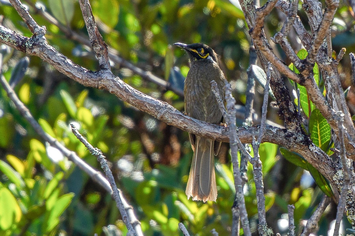 Black-throated Honeyeater - ML603927511