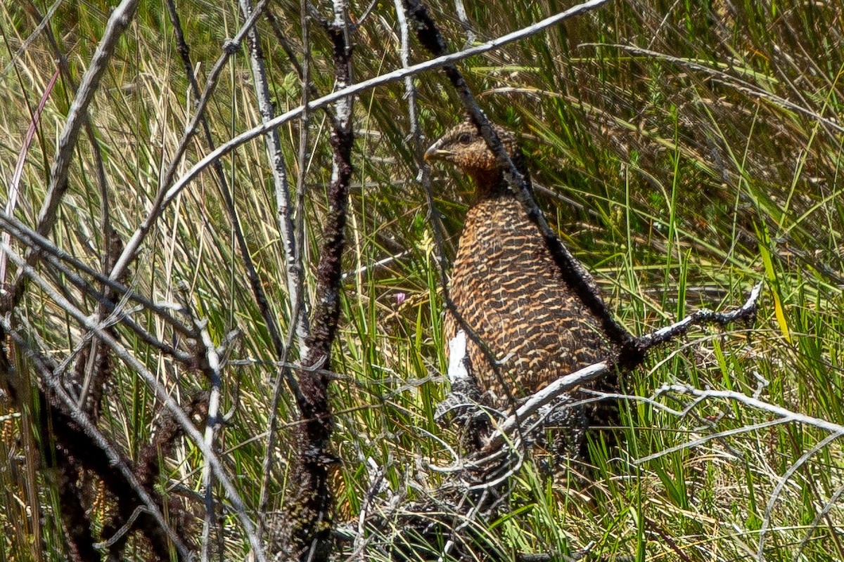 Snow Mountain Quail - ML603927581