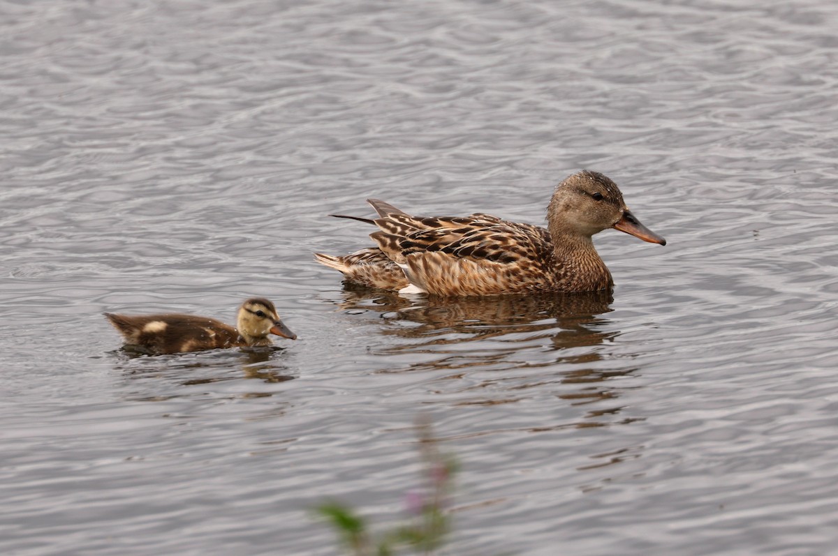 Canard chipeau - ML603928251