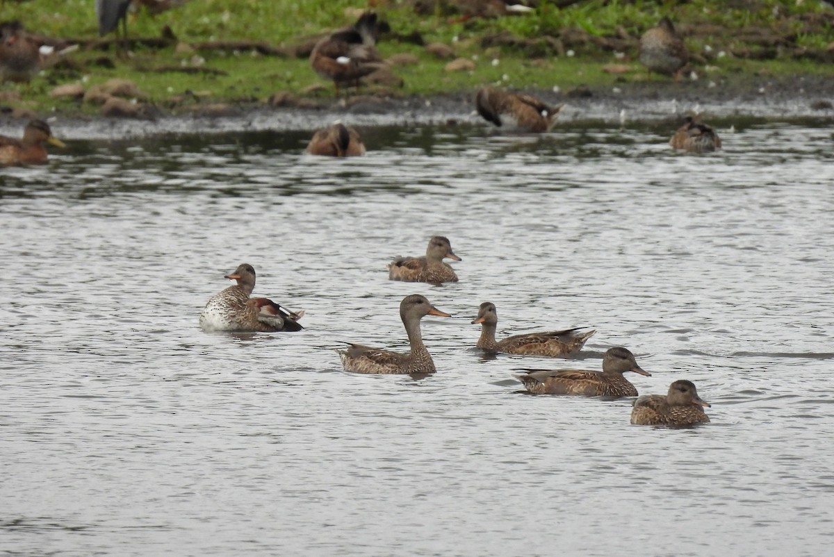 Canard chipeau - ML603928261