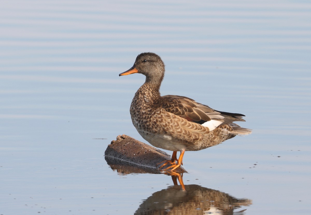 Gadwall - John Sandve