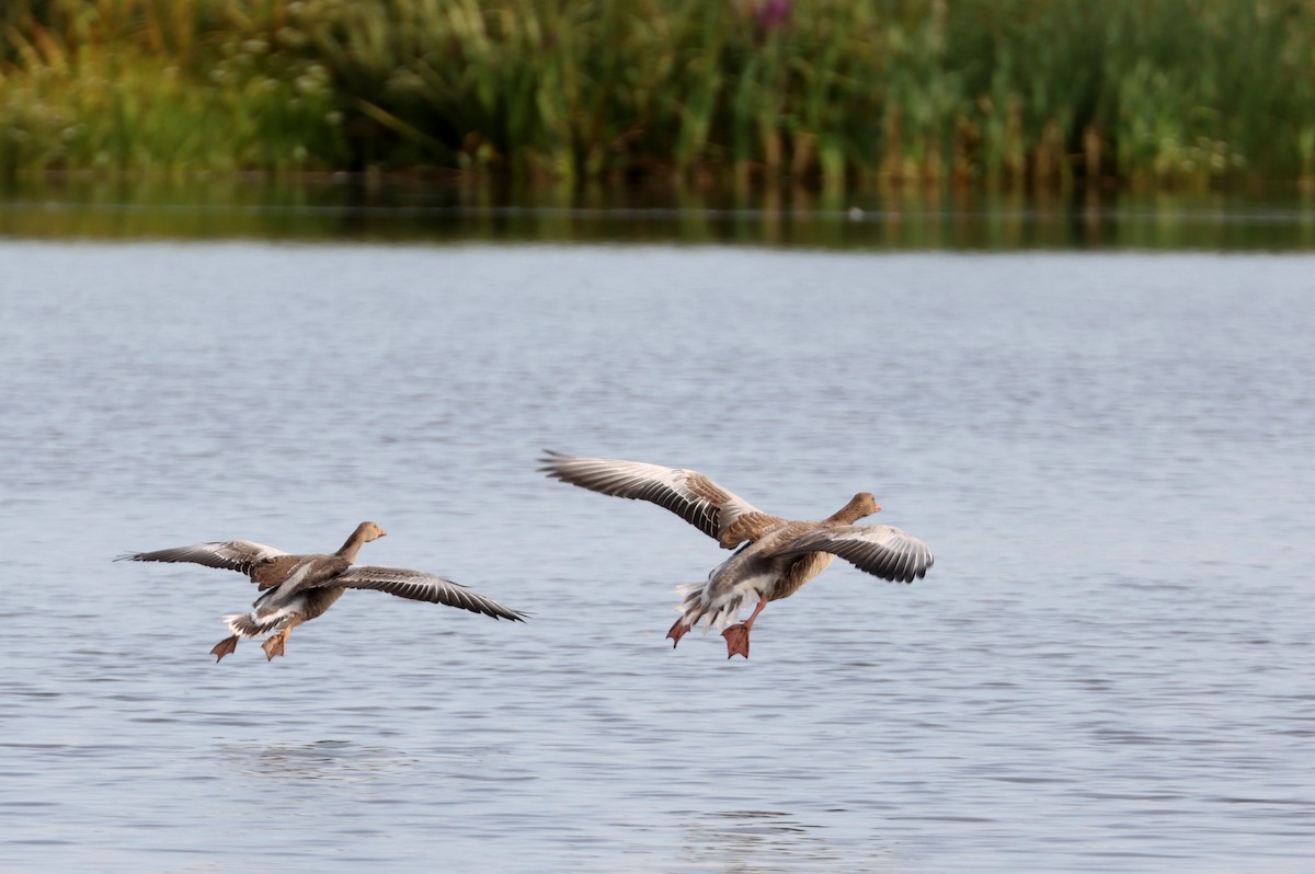 Graylag Goose - ML603928291