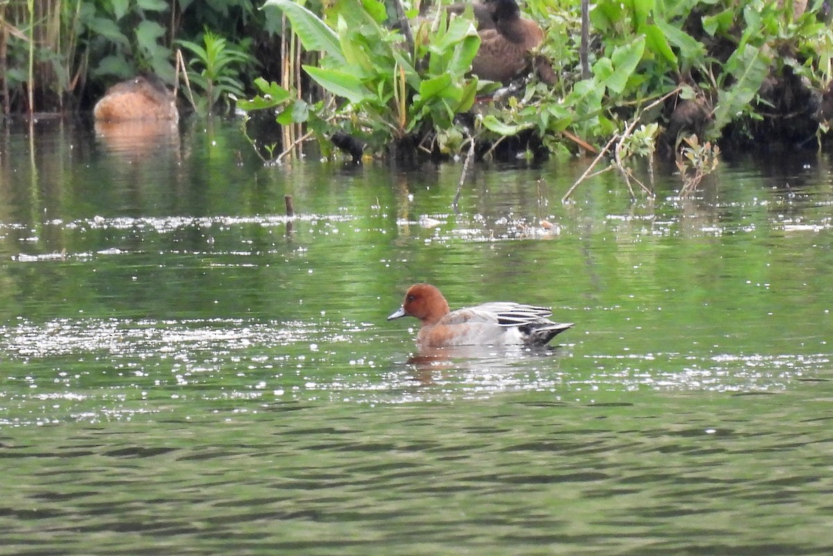 Eurasian Wigeon - John Sandve