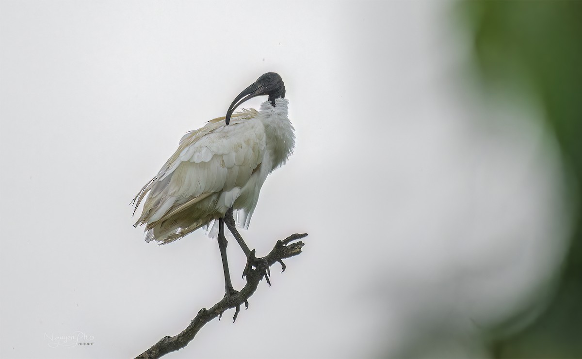 ibis černohlavý - ML603928331