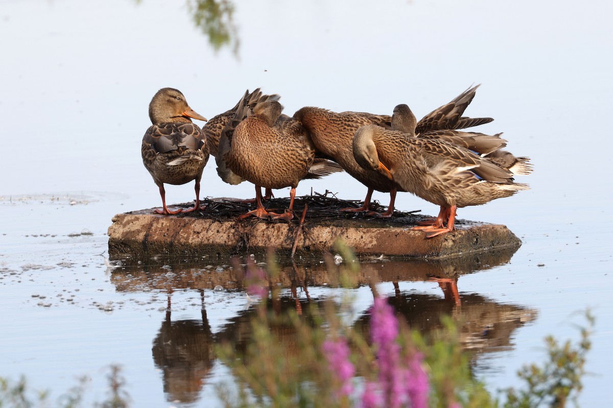 Canard colvert - ML603928341