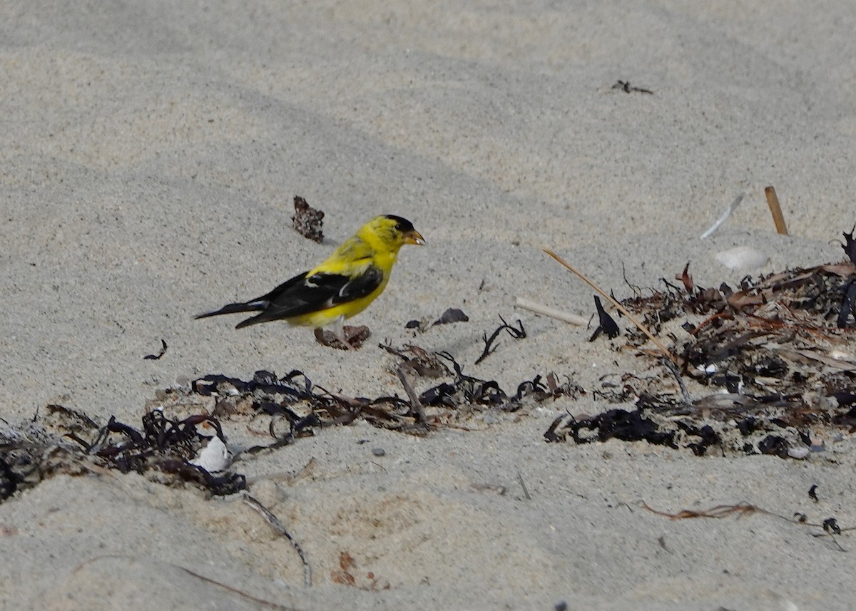 American Goldfinch - ML603928351