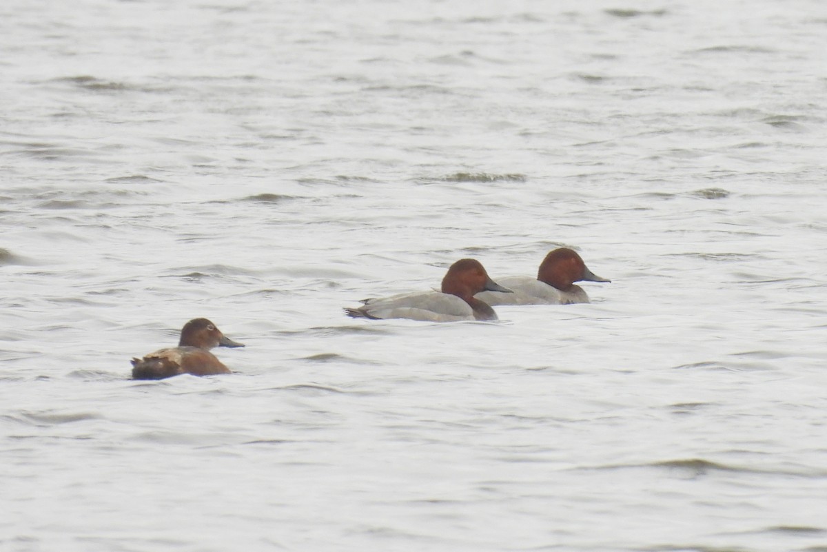 Common Pochard - John Sandve