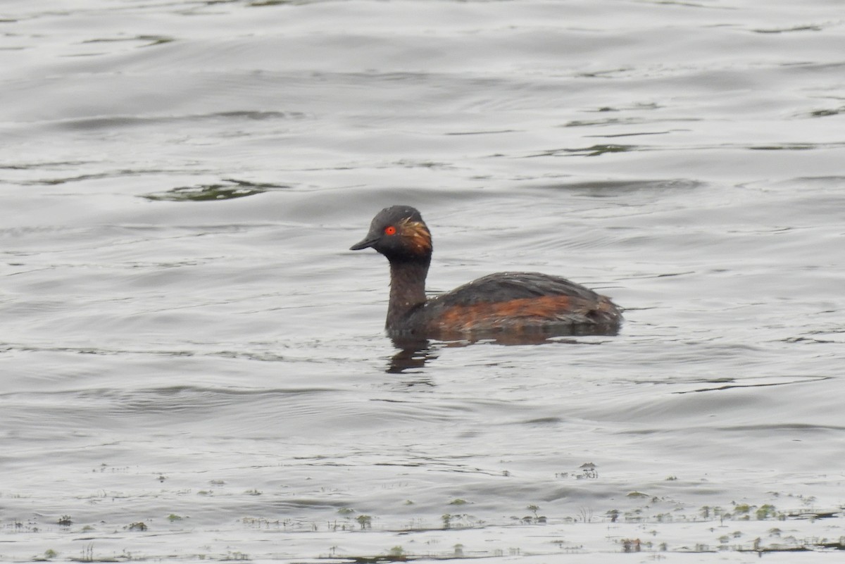 Eared Grebe - ML603928471