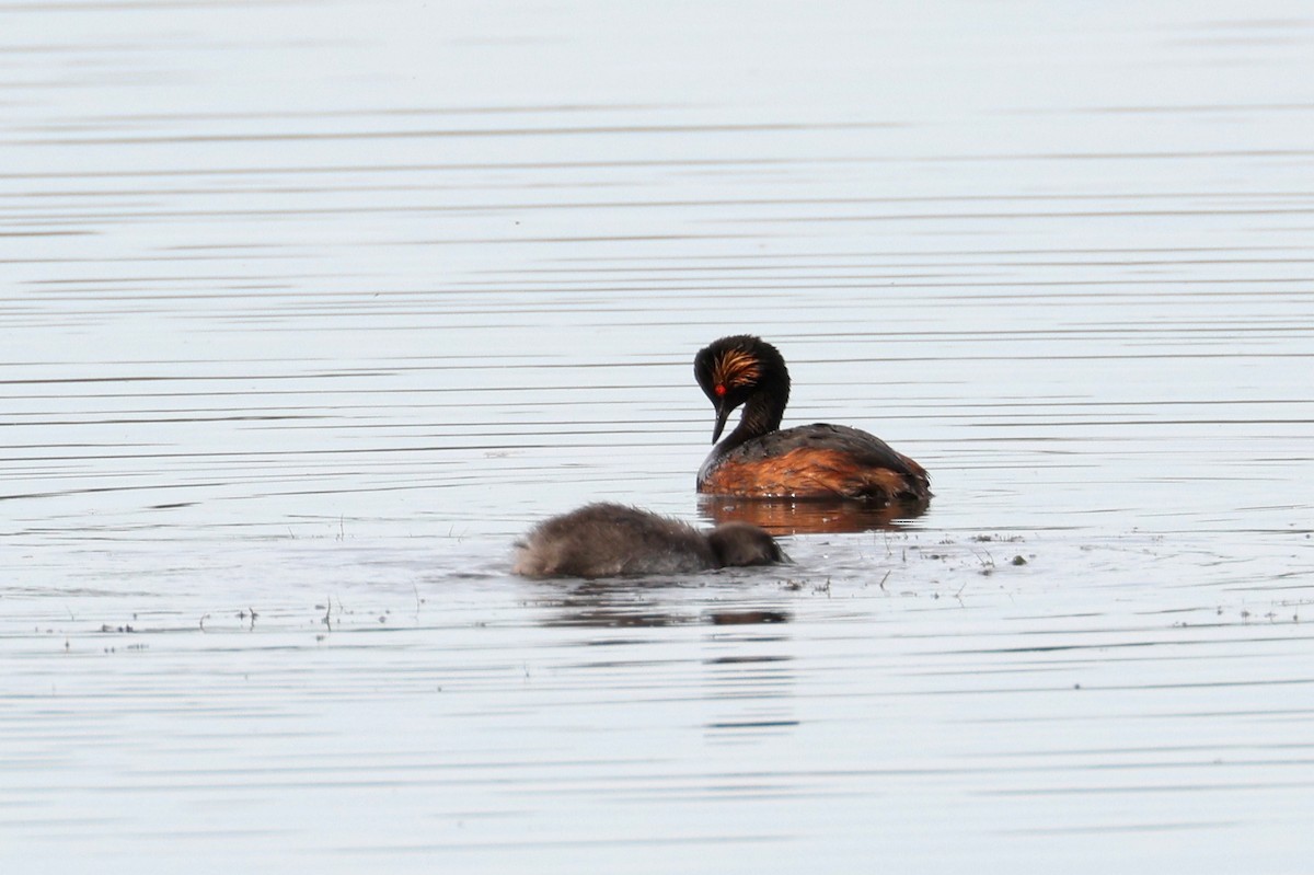 Eared Grebe - ML603928481