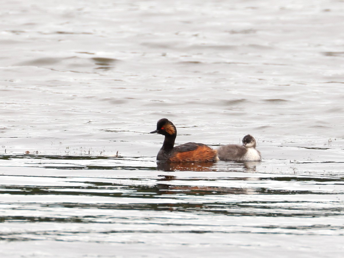 Eared Grebe - John Sandve