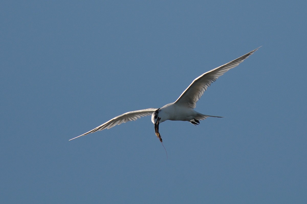 Sandwich Tern - ML603928511