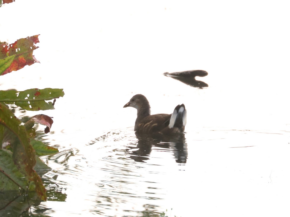 Eurasian Moorhen - John Sandve