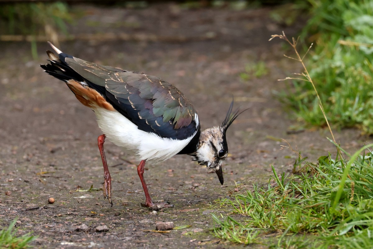 Northern Lapwing - ML603928821