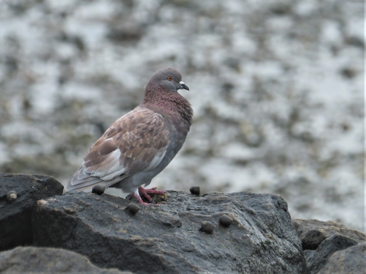 Rock Pigeon (Feral Pigeon) - ML603928921