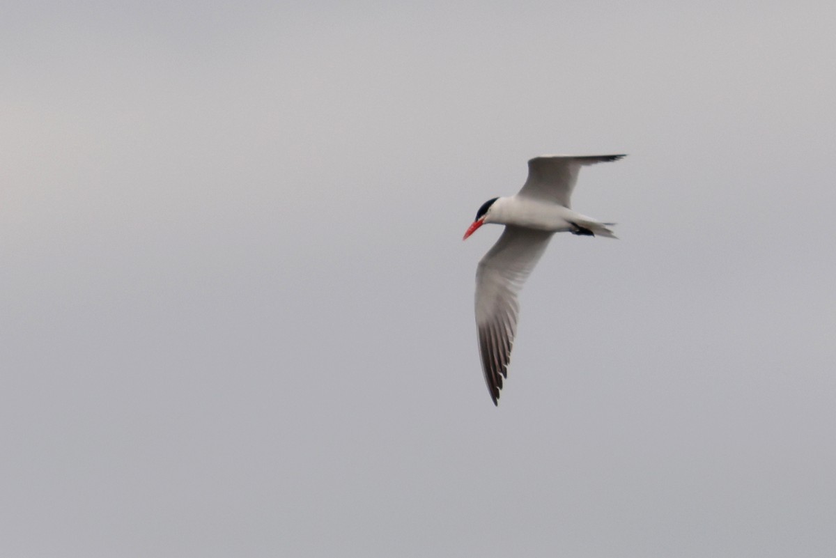 Caspian Tern - ML603929001