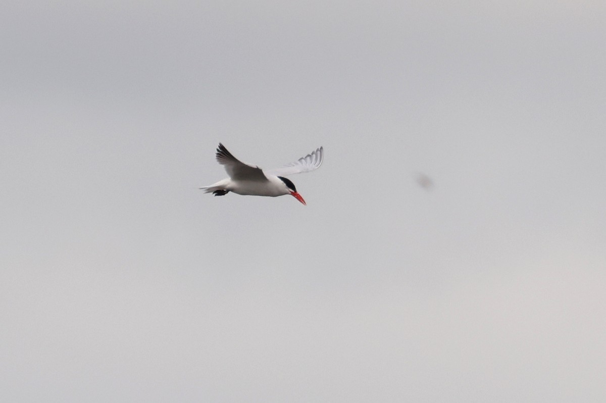 Caspian Tern - John Sandve