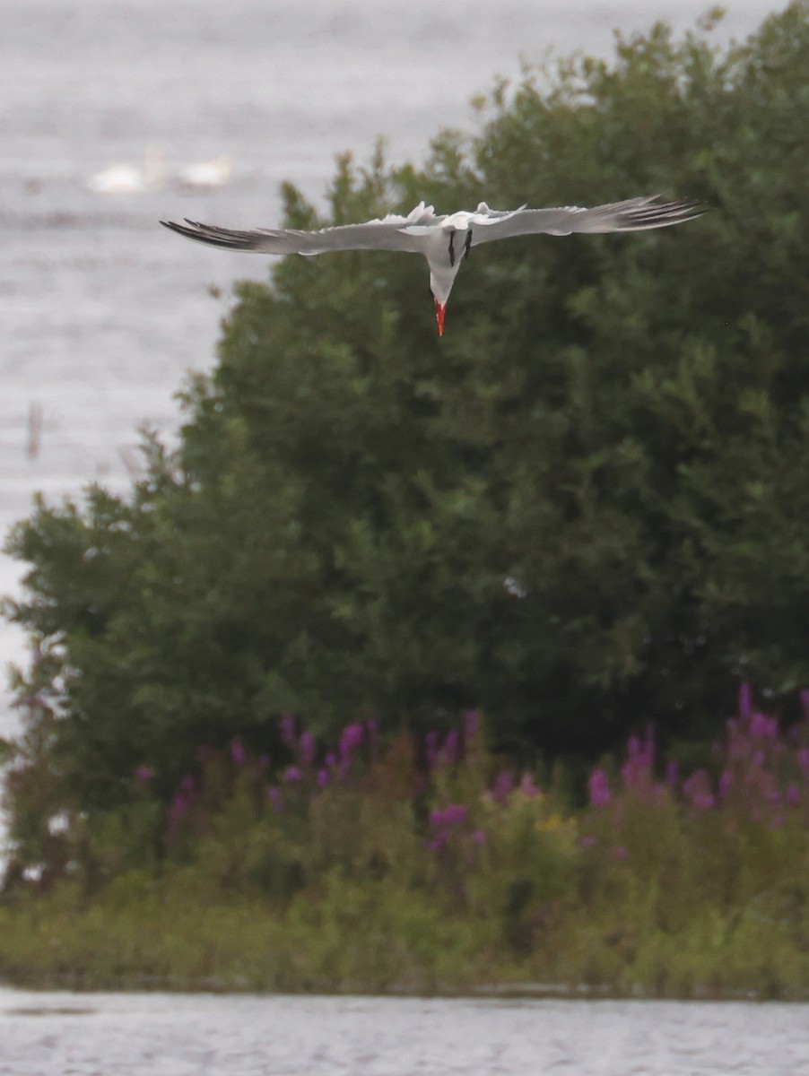 Caspian Tern - ML603929021