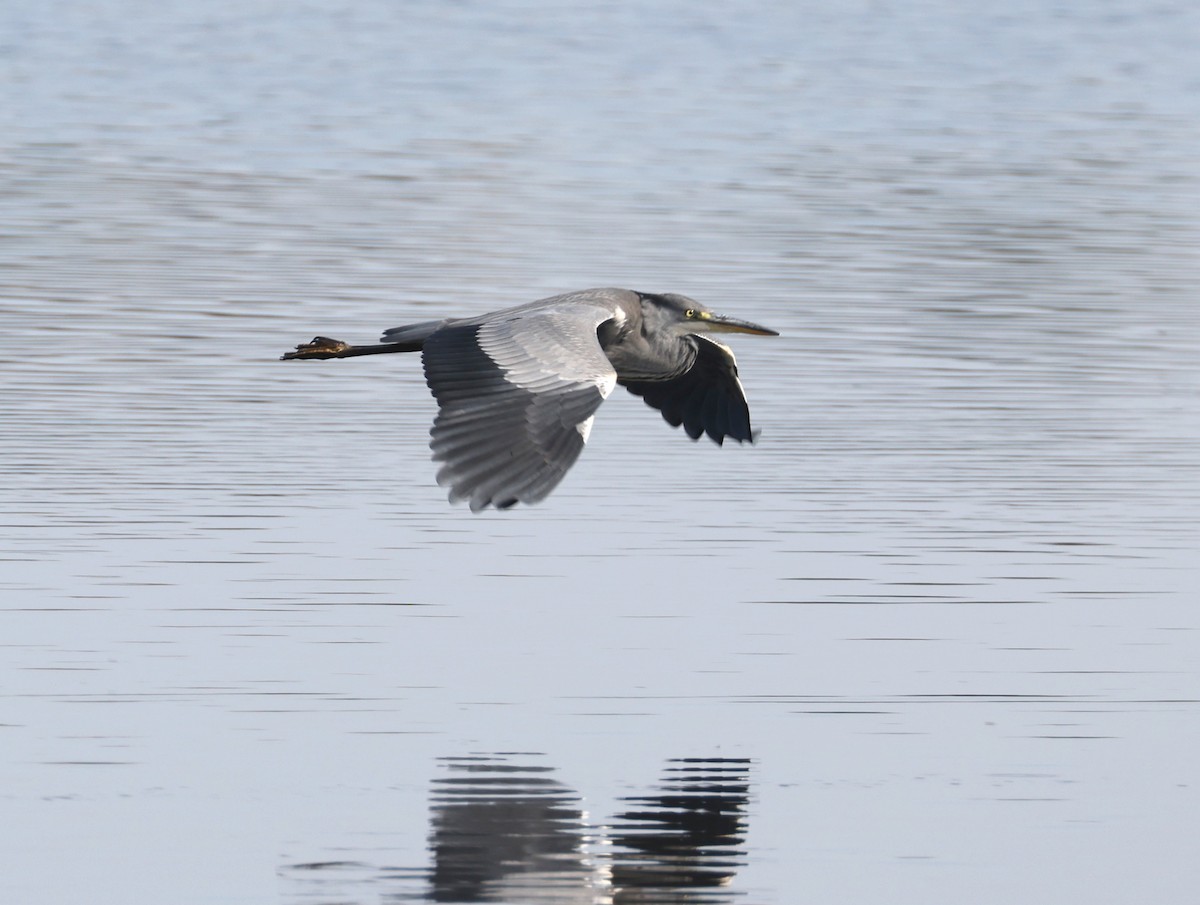 Gray Heron - ML603929091