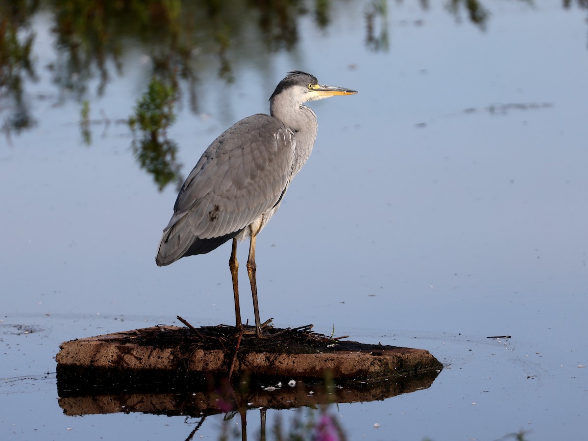 Gray Heron - ML603929101