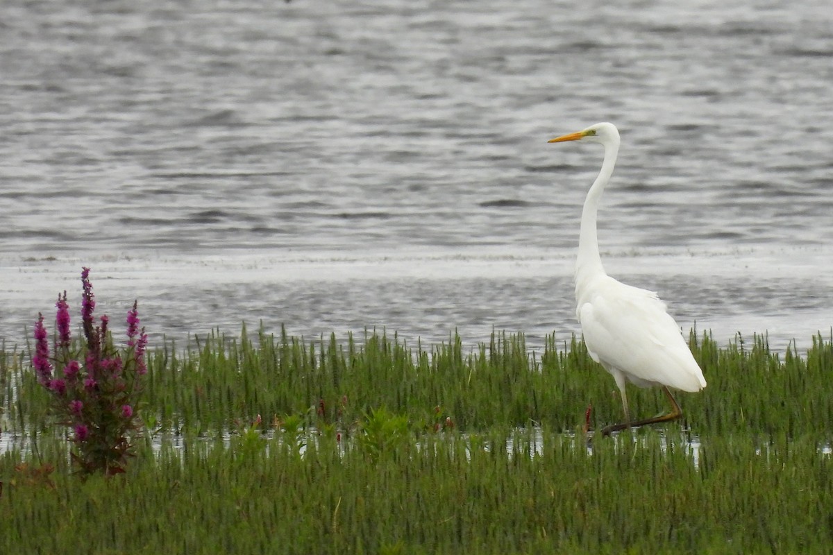 Great Egret - ML603929161