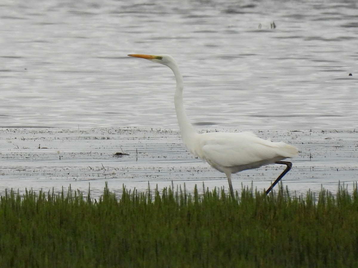 Great Egret - ML603929171