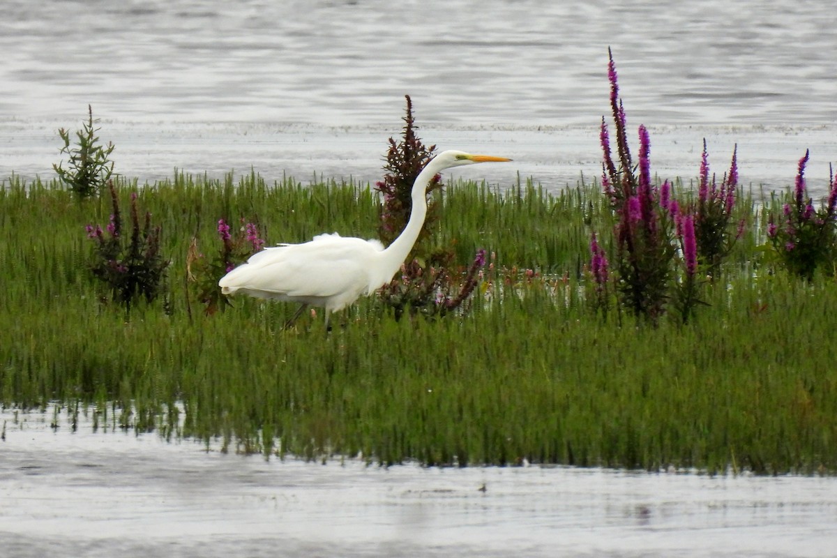 Great Egret - John Sandve