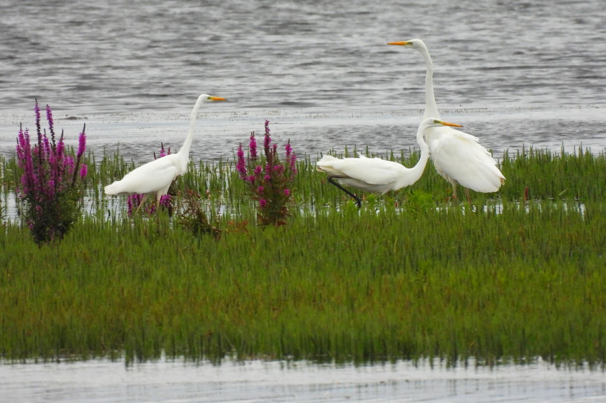 Great Egret - ML603929191