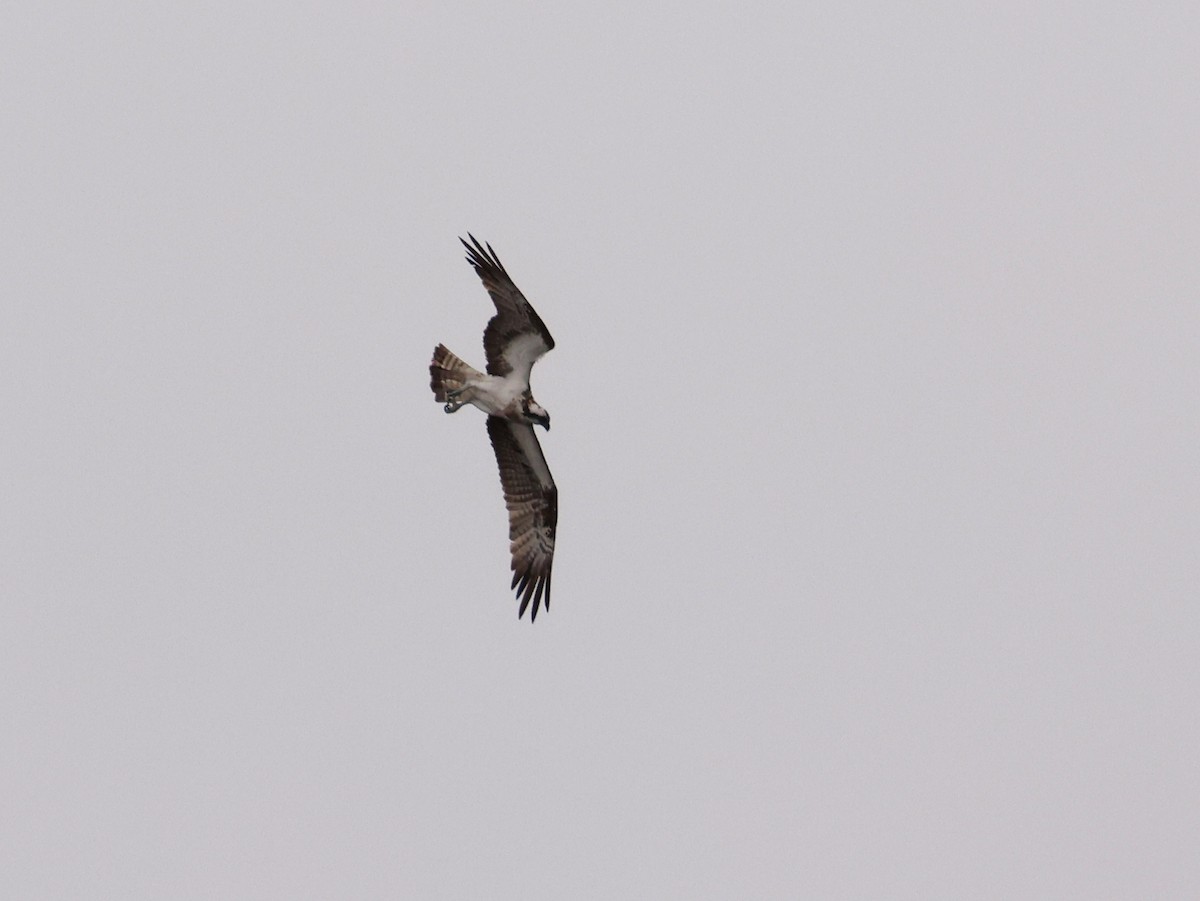 Águila Pescadora - ML603929261