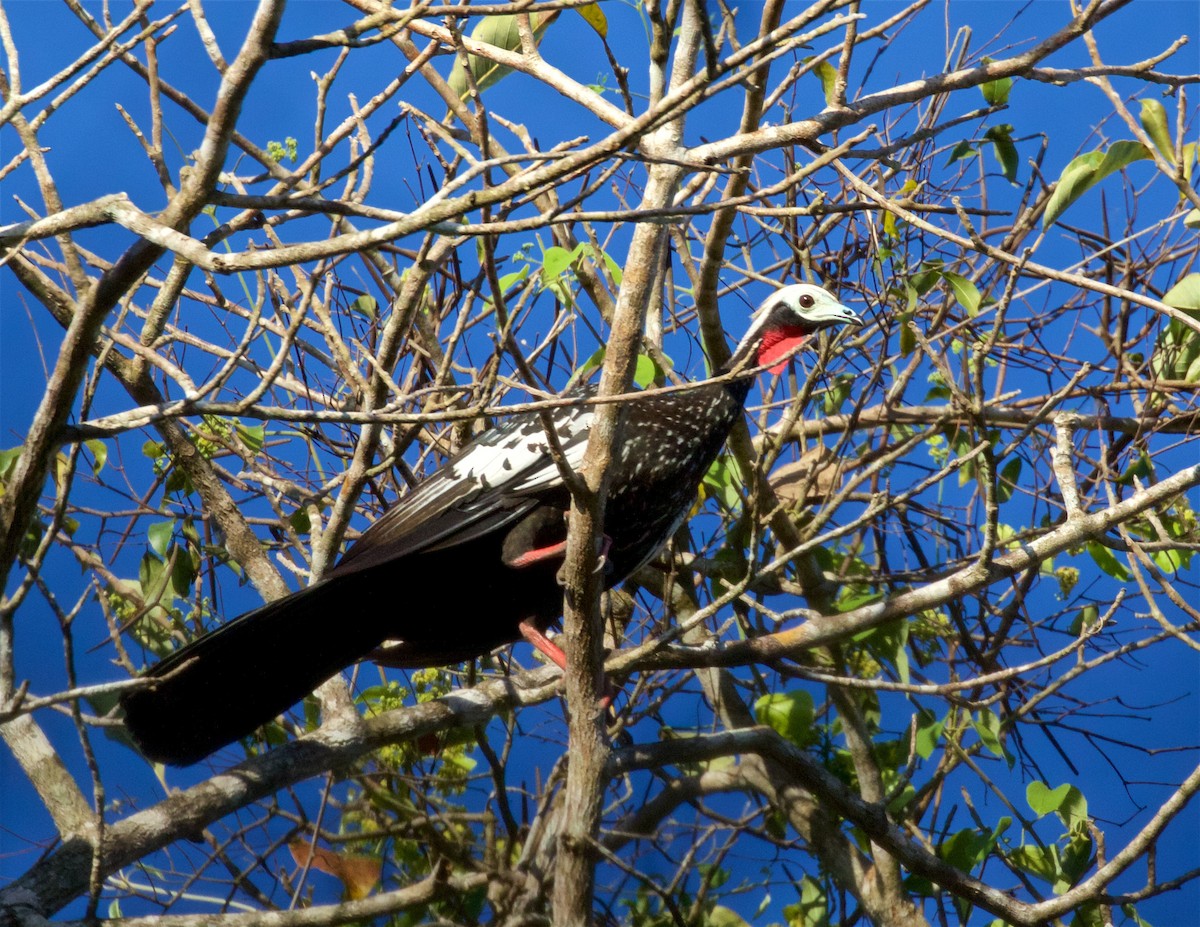 Red-throated Piping-Guan - ML603929321