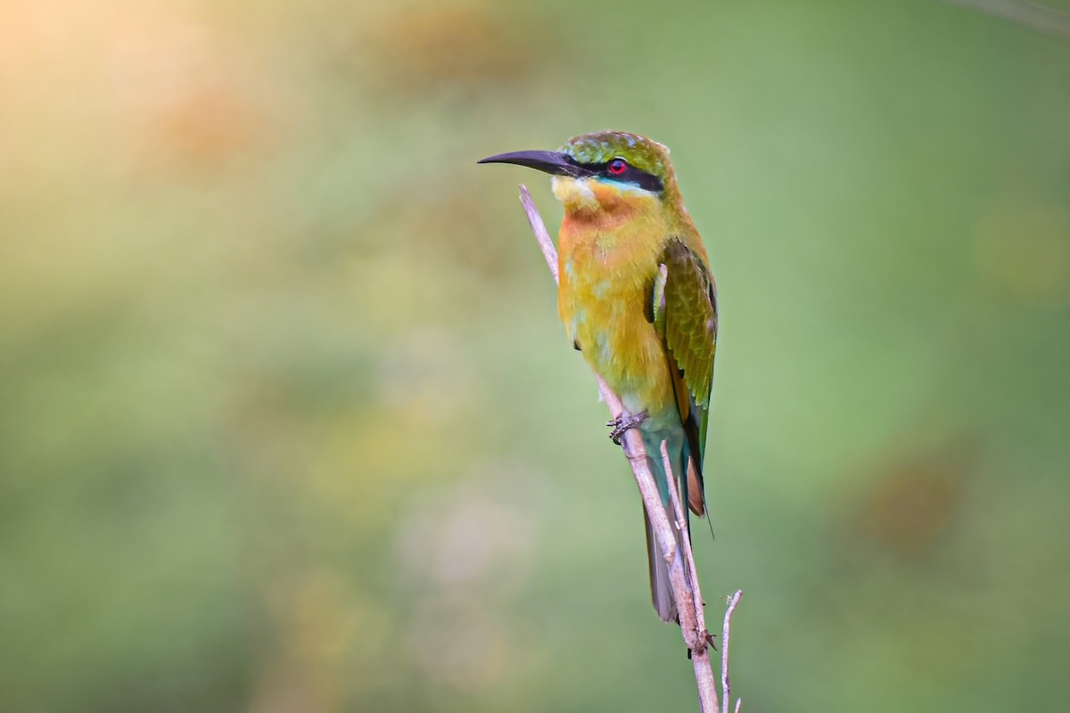 Blue-tailed Bee-eater - ML603929491