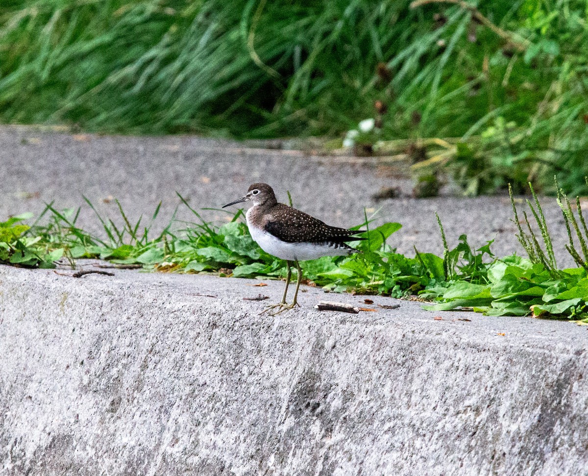 Solitary Sandpiper - Michael Bueckert