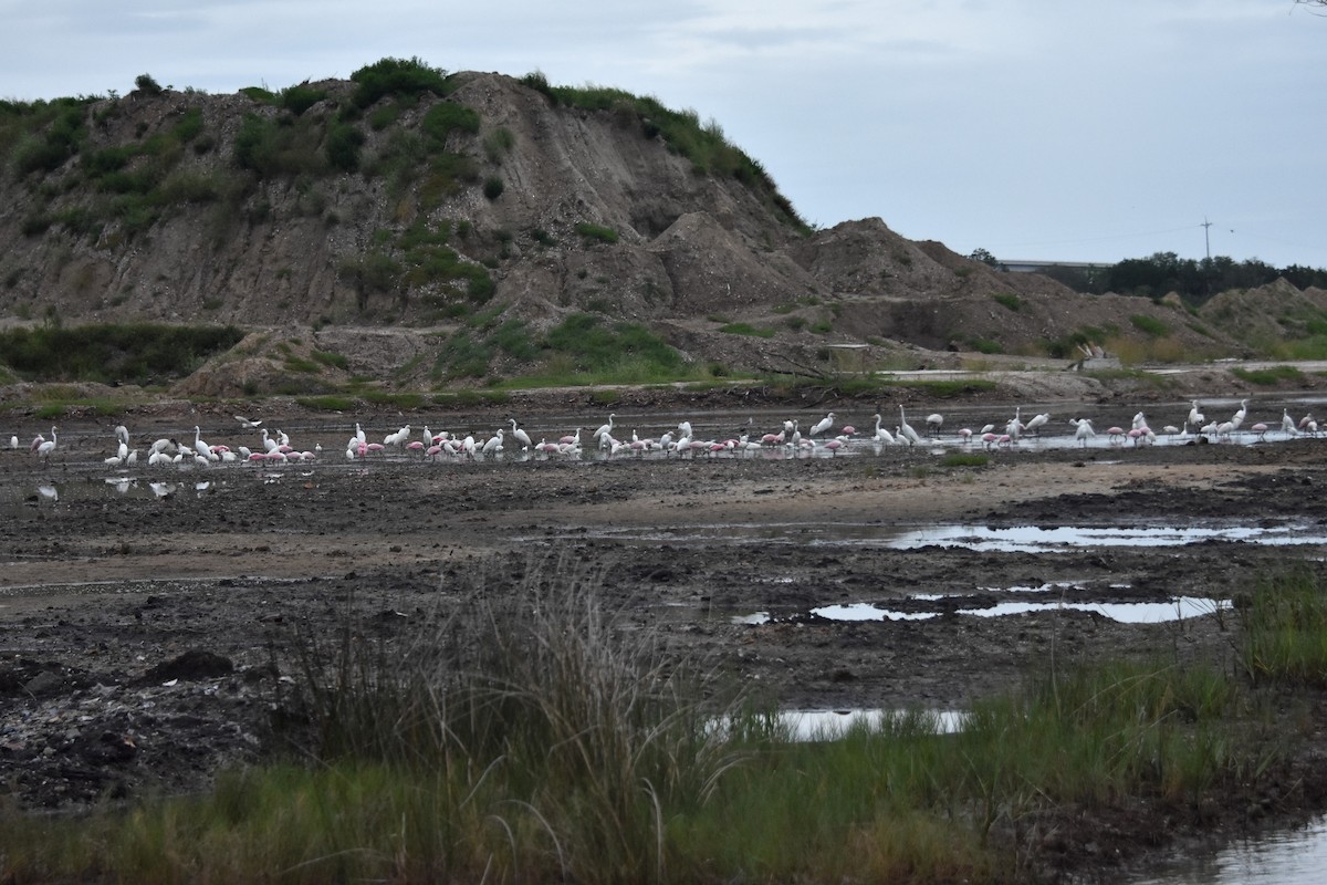 Roseate Spoonbill - Thomas Rohtsalu