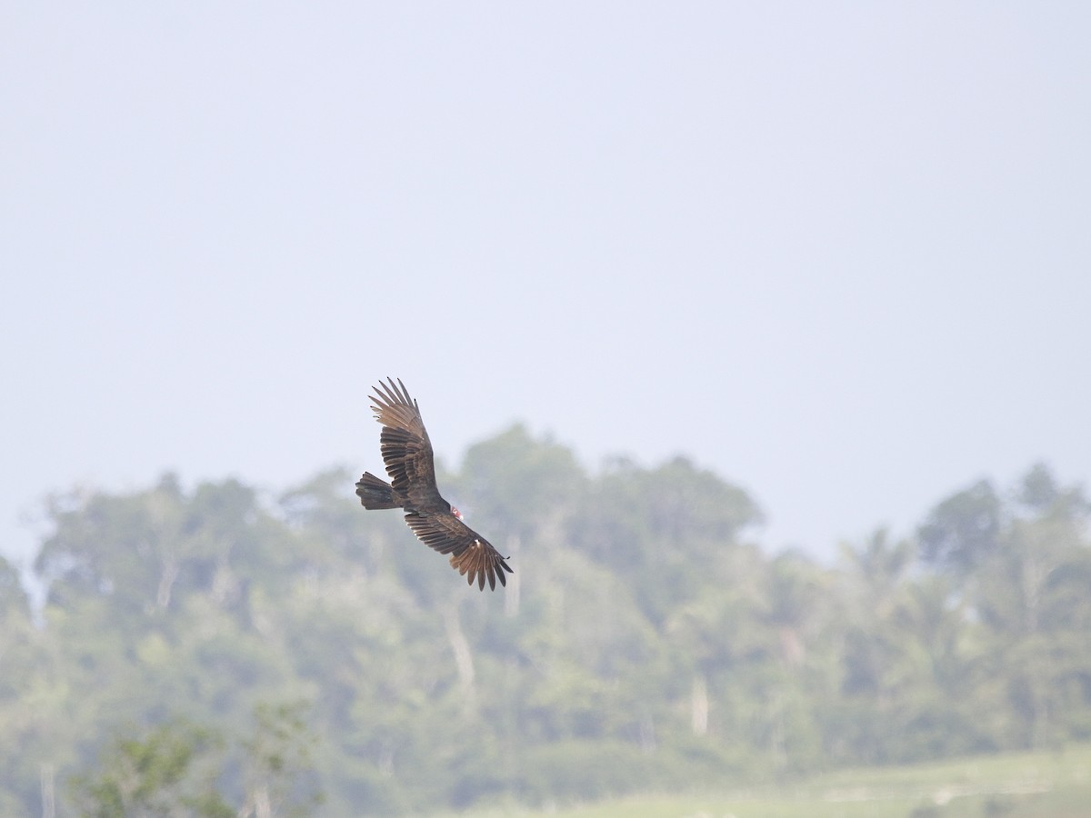 Turkey Vulture - ML603932031