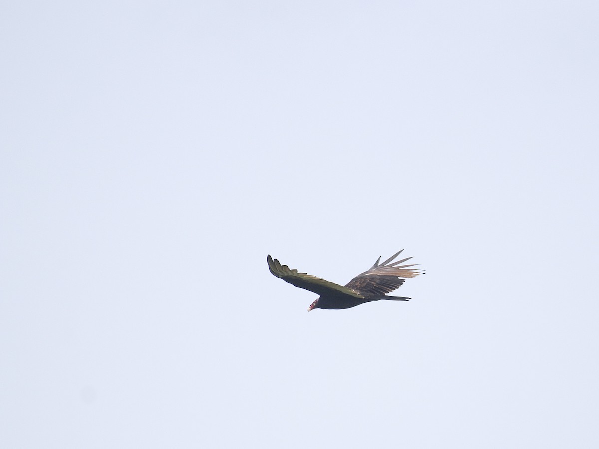 Turkey Vulture - ML603932041