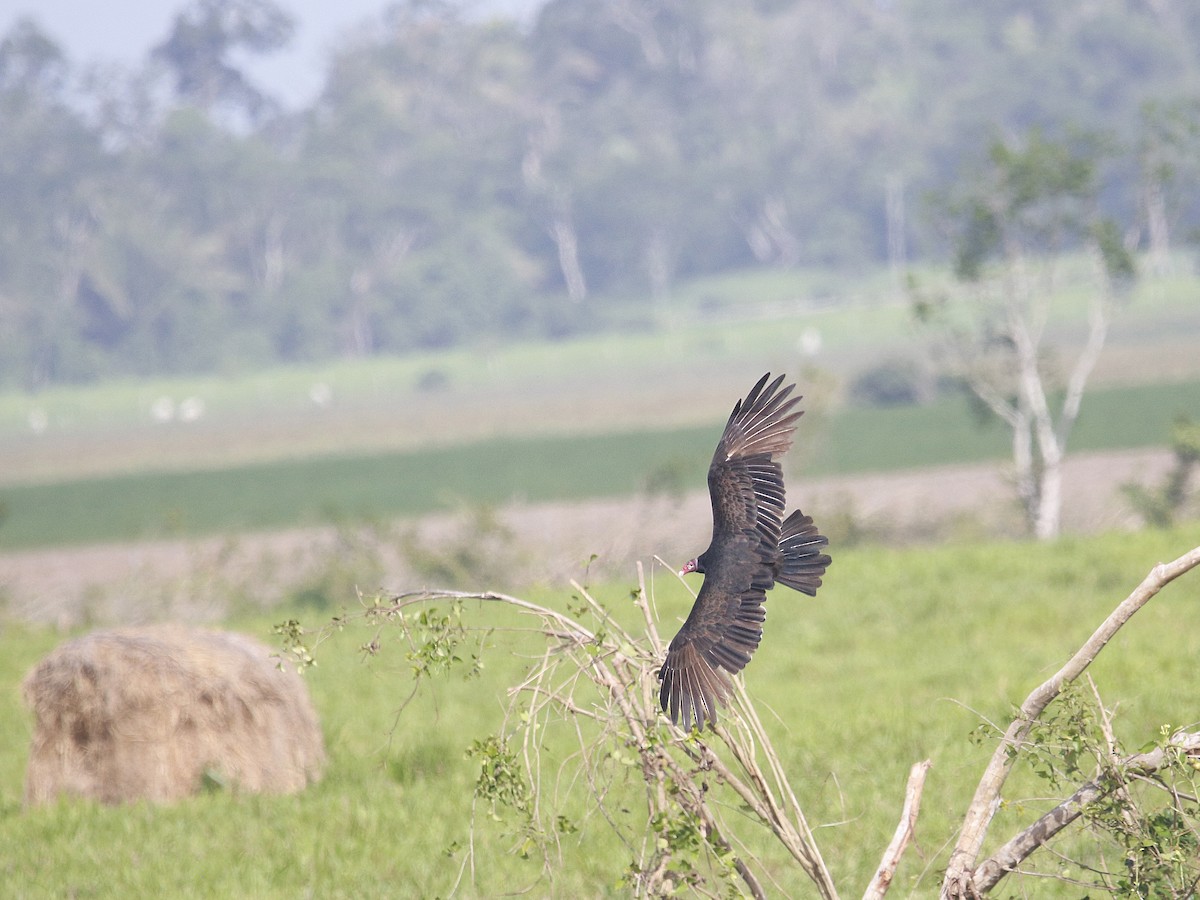 Turkey Vulture - Delbert Penner