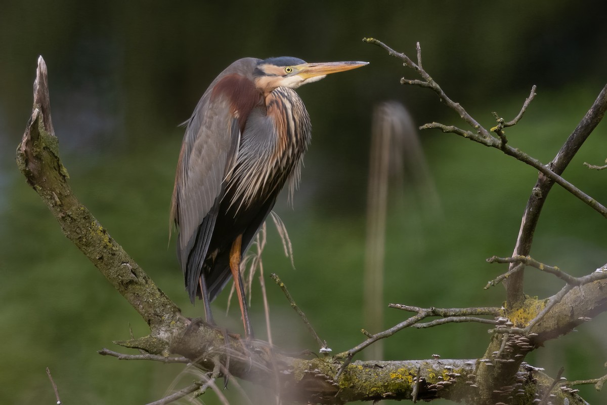 Purple Heron (Purple) - Mathieu Bally