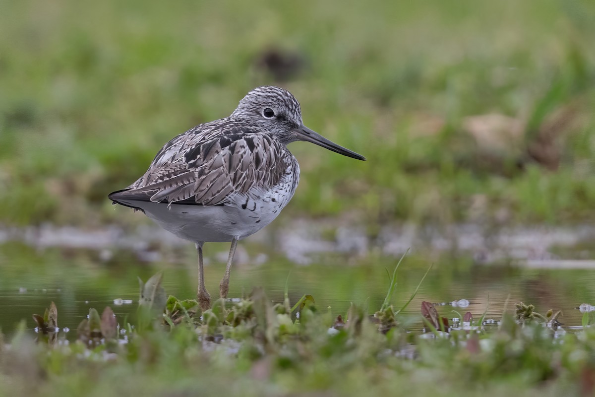 Common Greenshank - Mathieu Bally