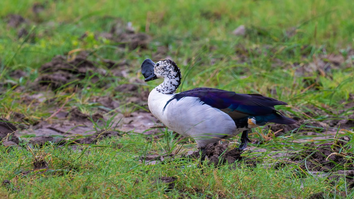 Knob-billed Duck - ML603933881