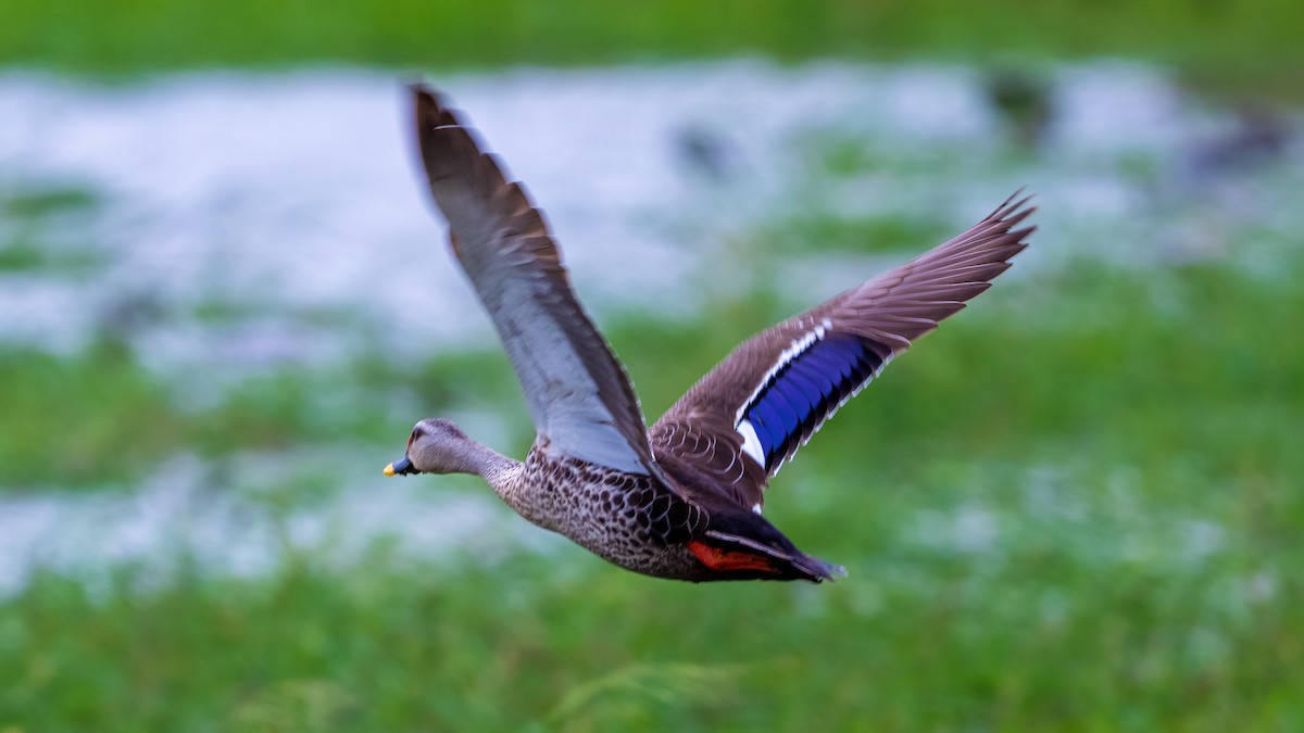 Indian Spot-billed Duck - ML603933891
