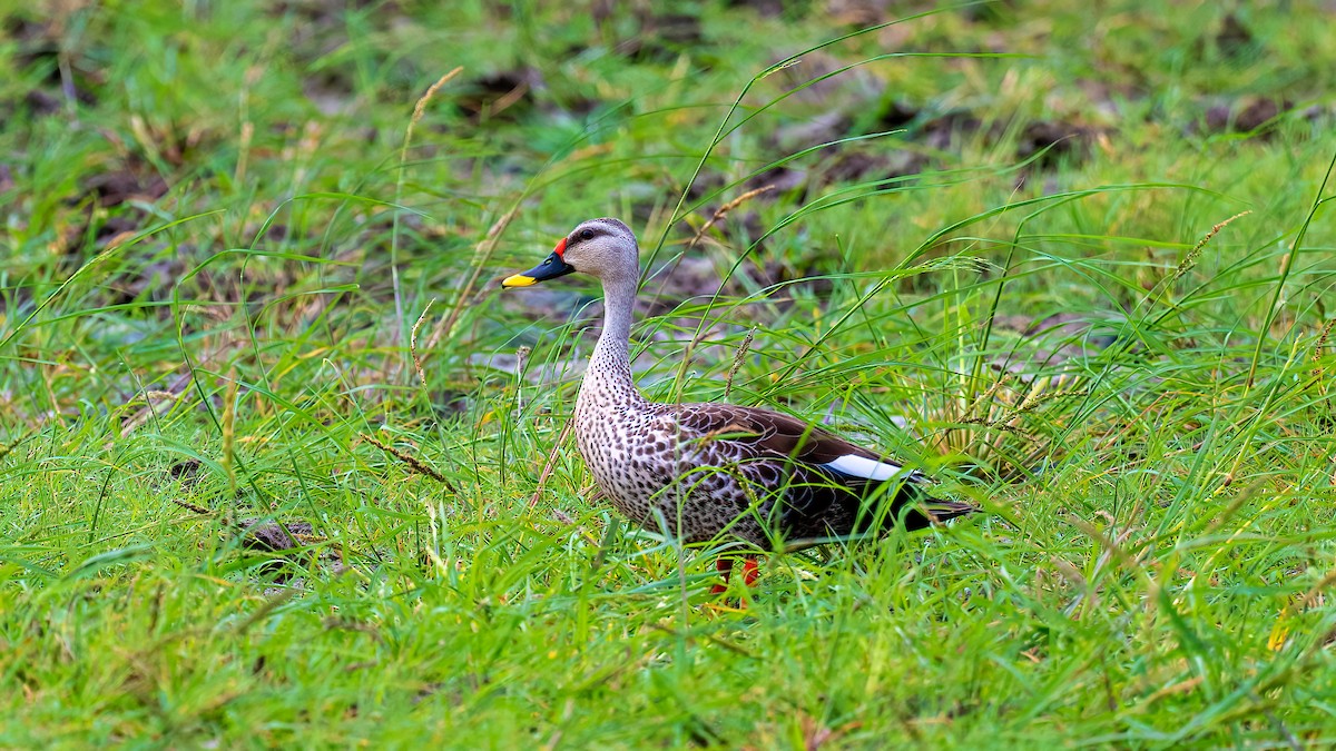 Indian Spot-billed Duck - ML603933901