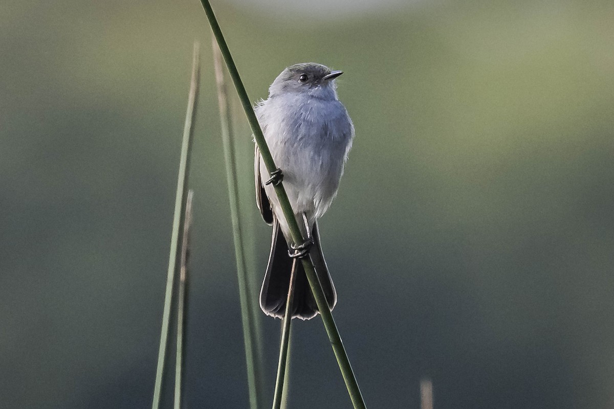 Sooty Tyrannulet - ML603934581